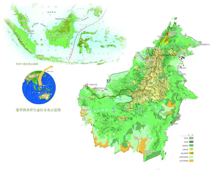 东马来西亚所在的婆罗洲曾绵延着墨绿色海洋般的密林,这里环境独特